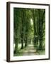 Lime Trees, Avenue, Way-Thonig-Framed Photographic Print