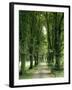 Lime Trees, Avenue, Way-Thonig-Framed Photographic Print