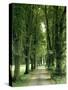 Lime Trees, Avenue, Way-Thonig-Stretched Canvas