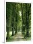 Lime Trees, Avenue, Way-Thonig-Framed Photographic Print