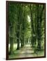 Lime Trees, Avenue, Way-Thonig-Framed Photographic Print