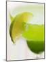 Lime Wedge on Cocktail Glass with Sugared Rim-null-Mounted Premium Photographic Print