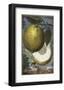 Limea da Velenza-Johann Christoph Volkamer-Framed Art Print