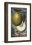 Limea da Velenza-Johann Christoph Volkamer-Framed Art Print