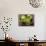 Limes, Two Whole and One Halved in a Small Basket-Eising Studio - Food Photo and Video-Photographic Print displayed on a wall