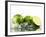 Limes with Splashing Water-Michael L?ffler-Framed Photographic Print