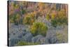 Limestone formations, Tsingy de Bemaraha Strict Nature Reserve, Madagascar-Art Wolfe-Stretched Canvas