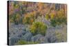 Limestone formations, Tsingy de Bemaraha Strict Nature Reserve, Madagascar-Art Wolfe-Stretched Canvas