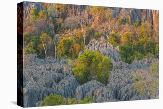 Limestone formations, Tsingy de Bemaraha Strict Nature Reserve, Madagascar-Art Wolfe-Stretched Canvas