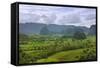 Limestone Hill, Farming Land in Vinales Valley, UNESCO World Heritage Site, Cuba-Keren Su-Framed Stretched Canvas