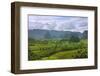 Limestone Hill, Farming Land in Vinales Valley, UNESCO World Heritage Site, Cuba-Keren Su-Framed Photographic Print