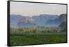 Limestone Hill, Farmland, Vinales Valley, UNESCO World Heritage Site, Cuba-Keren Su-Framed Stretched Canvas