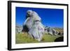 Limestone Outcrops on Castle Hill, Canterbury, South Island, New Zealand, Pacific-Michael-Framed Photographic Print