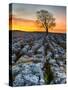 Limestone Pavement, Malham, Yorkshire Dales, England, Uk-John Carroll Photography-Stretched Canvas