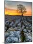 Limestone Pavement, Malham, Yorkshire Dales, England, Uk-John Carroll Photography-Mounted Photographic Print