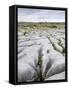 Limestone Pavement, the Burren, County Clare, Munster, Republic of Ireland-Gary Cook-Framed Stretched Canvas