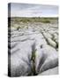 Limestone Pavement, the Burren, County Clare, Munster, Republic of Ireland-Gary Cook-Stretched Canvas