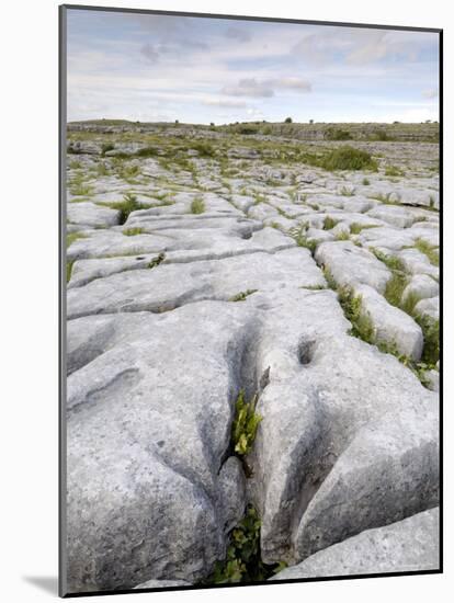 Limestone Pavement, the Burren, County Clare, Munster, Republic of Ireland-Gary Cook-Mounted Photographic Print