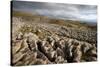 Limestone Pavement, Yorkshire-Bob Gibbons-Stretched Canvas