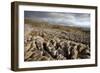 Limestone Pavement, Yorkshire-Bob Gibbons-Framed Photographic Print