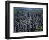 Limestone Stone Forest, Near Kunming, Yunnan Province, China-Occidor Ltd-Framed Photographic Print