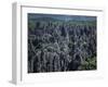 Limestone Stone Forest, Near Kunming, Yunnan Province, China-Occidor Ltd-Framed Photographic Print