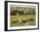 Limetz Meadow, 1887-Claude Monet-Framed Giclee Print