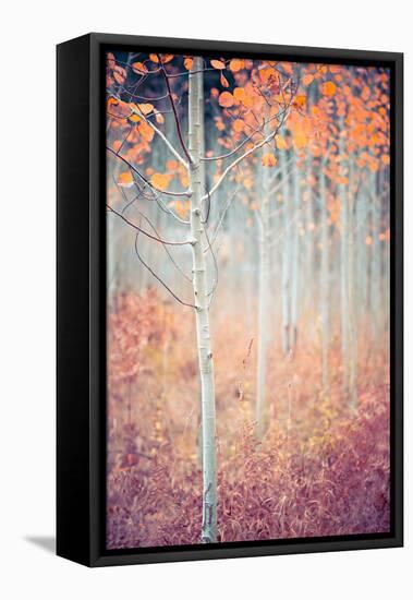 Liminal Fall-Ursula Abresch-Framed Stretched Canvas