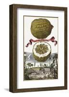 Limon Della Costa-Johann Christoph Volkamer-Framed Art Print