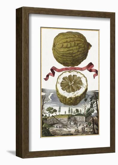 Limon Della Costa-Johann Christoph Volkamer-Framed Art Print