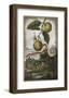 Limon Melarosa-Johann Christoph Volkamer-Framed Art Print