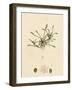 Limosella Aquatica Common Mudwort-null-Framed Giclee Print