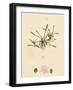 Limosella Aquatica Common Mudwort-null-Framed Giclee Print