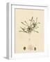 Limosella Aquatica Common Mudwort-null-Framed Giclee Print