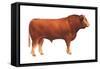 Limousin Bull, Beef Cattle, Mammals-Encyclopaedia Britannica-Framed Stretched Canvas