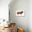 Limousin Bull, Beef Cattle, Mammals-Encyclopaedia Britannica-Stretched Canvas displayed on a wall