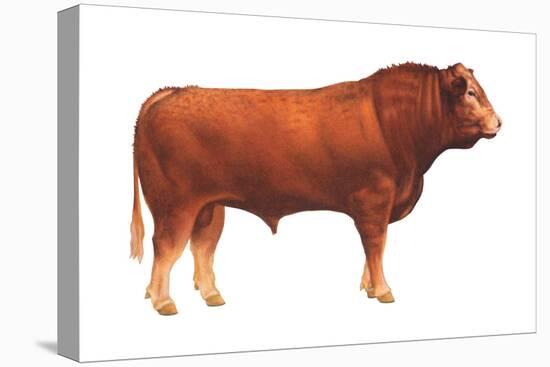 Limousin Bull, Beef Cattle, Mammals-Encyclopaedia Britannica-Stretched Canvas