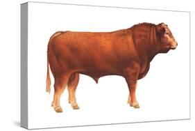 Limousin Bull, Beef Cattle, Mammals-Encyclopaedia Britannica-Stretched Canvas