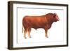 Limousin Bull, Beef Cattle, Mammals-Encyclopaedia Britannica-Framed Art Print