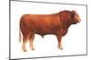 Limousin Bull, Beef Cattle, Mammals-Encyclopaedia Britannica-Mounted Art Print