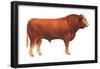 Limousin Bull, Beef Cattle, Mammals-Encyclopaedia Britannica-Framed Poster