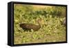 Limpkin-Joe McDonald-Framed Stretched Canvas