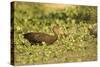 Limpkin-Joe McDonald-Stretched Canvas