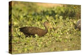 Limpkin-Joe McDonald-Stretched Canvas