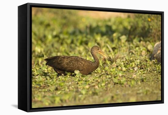 Limpkin-Joe McDonald-Framed Stretched Canvas