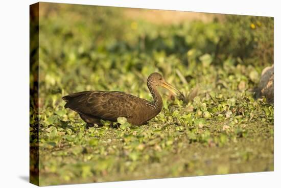 Limpkin-Joe McDonald-Stretched Canvas