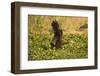 Limpkin-Joe McDonald-Framed Photographic Print