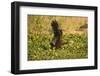 Limpkin-Joe McDonald-Framed Photographic Print