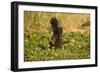 Limpkin-Joe McDonald-Framed Photographic Print