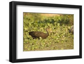 Limpkin-Joe McDonald-Framed Photographic Print